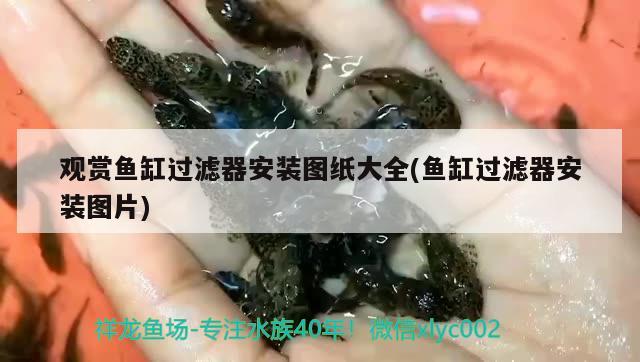 觀賞魚(yú)缸過(guò)濾器安裝圖紙大全(魚(yú)缸過(guò)濾器安裝圖片) 其他益生菌