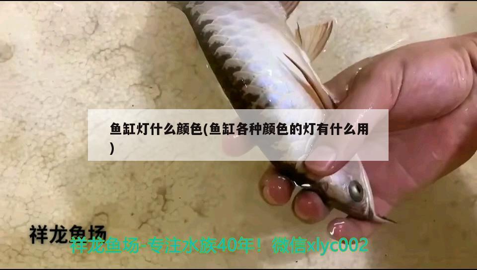 魚缸燈什么顏色(魚缸各種顏色的燈有什么用) 羅漢魚批發(fā)