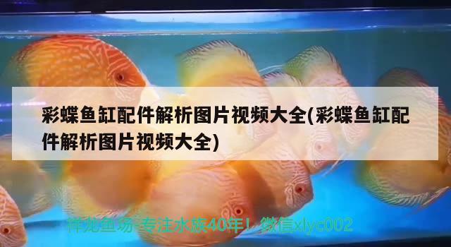 彩蝶魚缸配件解析圖片視頻大全(彩蝶魚缸配件解析圖片視頻大全) 福魟魟魚