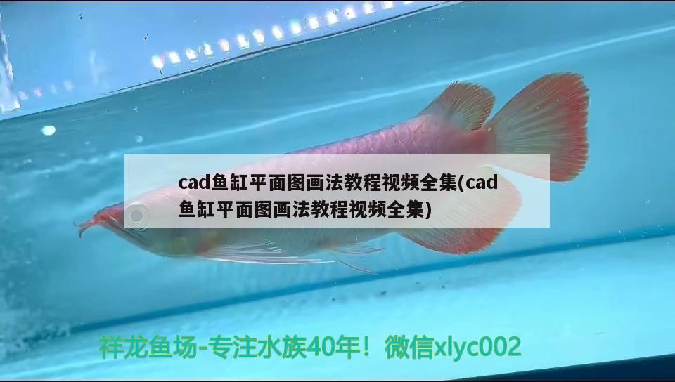 cad魚缸平面圖畫法教程視頻全集(cad魚缸平面圖畫法教程視頻全集)