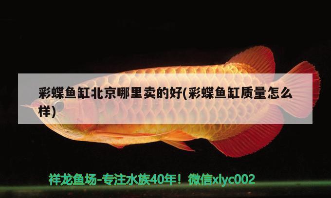 彩蝶魚缸北京哪里賣的好(彩蝶魚缸質(zhì)量怎么樣)