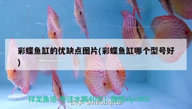 彩蝶魚缸的優(yōu)缺點(diǎn)圖片(彩蝶魚缸哪個(gè)型號(hào)好) 沖氧泵