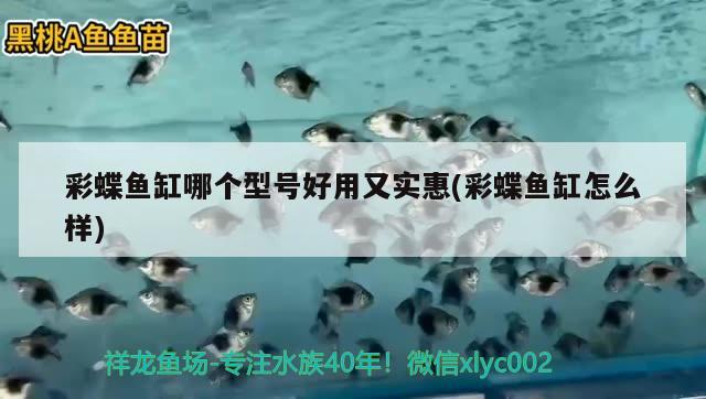 輝煌魚缸怎么樣，廣州輝煌水族魚缸怎么樣