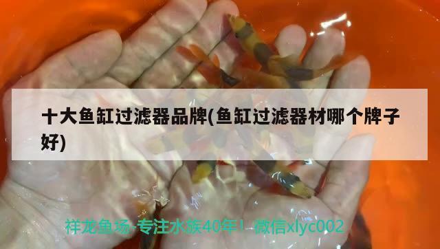 肇慶水族館:經(jīng)驗(yàn)分享貼 BD魟魚 第5張