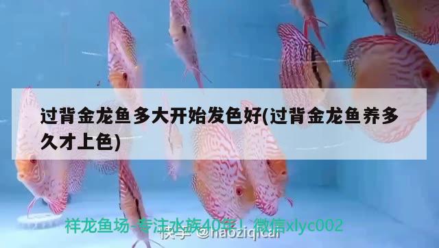 過背金龍魚多大開始發(fā)色好(過背金龍魚養(yǎng)多久才上色) 金龍魚百科