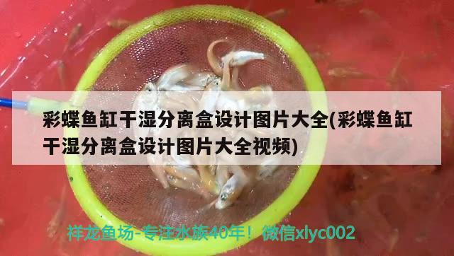 夜釣刀魚幾月份，鮮緹魚是什么魚