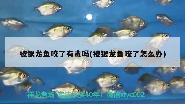 白金金龍魚長大什么樣圖片(白金金龍魚長大什么樣圖片)