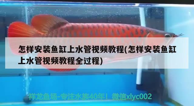 怎樣安裝魚缸上水管視頻教程(怎樣安裝魚缸上水管視頻教程全過程) 泰龐海鰱魚