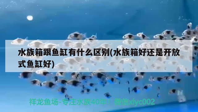 水族箱跟魚缸有什么區(qū)別(水族箱好還是開放式魚缸好)