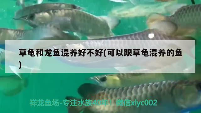 草龜和龍魚混養(yǎng)好不好(可以跟草龜混養(yǎng)的魚) 烏龜