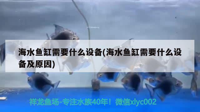 海水魚缸需要什么設(shè)備(海水魚缸需要什么設(shè)備及原因) 海水魚