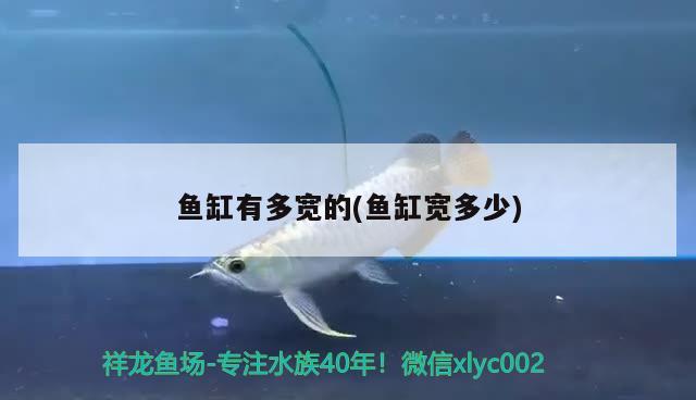 魚缸有多寬的(魚缸寬多少)