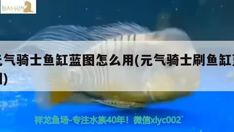 元?dú)怛T士魚缸藍(lán)圖怎么用(元?dú)怛T士刷魚缸藍(lán)圖)