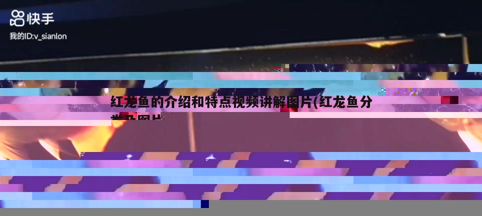 金龍魚2021年三季度業(yè)績(金龍魚2021二季度業(yè)績)