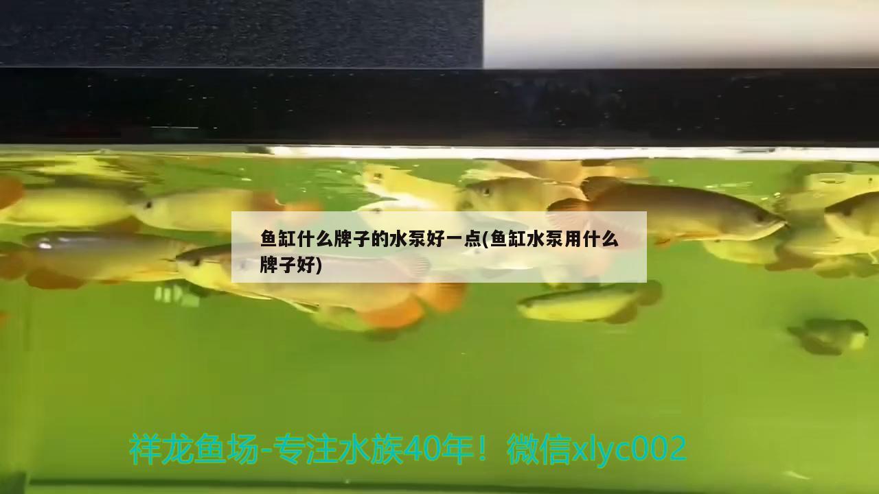 魚缸什么牌子的水泵好一點(魚缸水泵用什么牌子好) 魚缸水泵