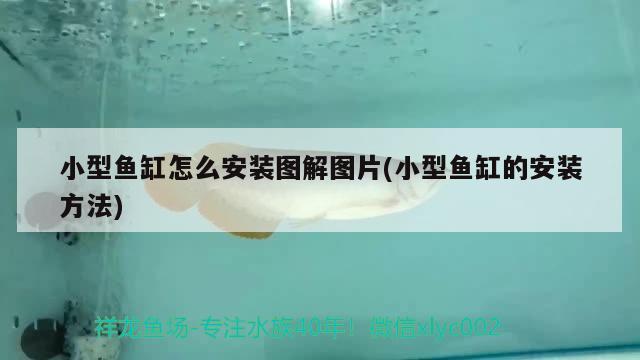 錦鯉魚缸水渾濁原因和解決方案視頻講解（錦鯉魚缸渾水變清有妙招）