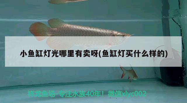 小魚缸燈光哪里有賣呀(魚缸燈買什么樣的) 野生地圖魚 第1張