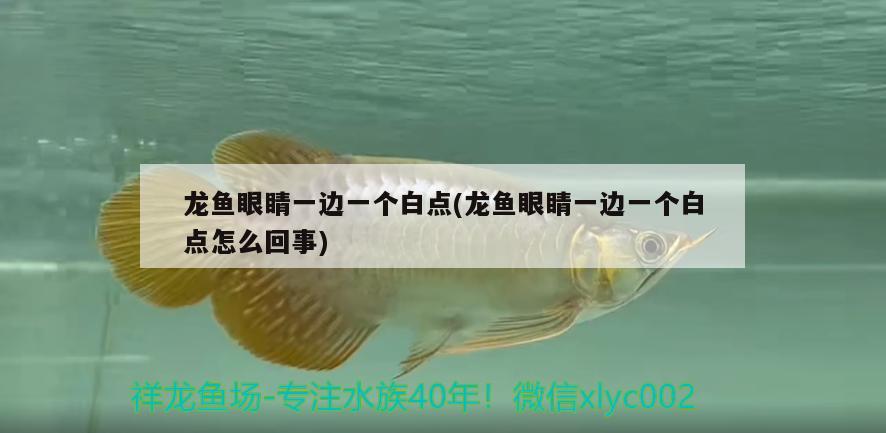 龍魚眼睛一邊一個白點(龍魚眼睛一邊一個白點怎么回事)