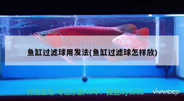 魚缸過濾球用發(fā)法(魚缸過濾球怎樣放) 黃金達(dá)摩魚