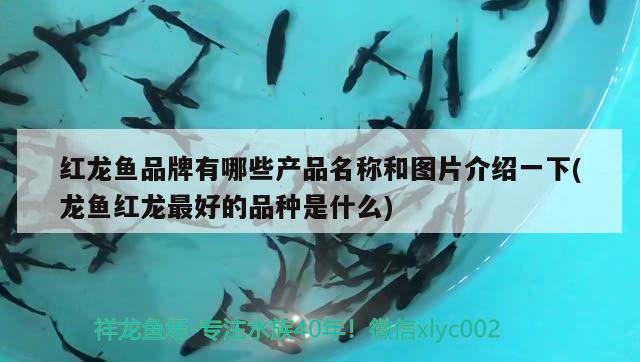 紅龍魚(yú)品牌有哪些產(chǎn)品名稱和圖片介紹一下(龍魚(yú)紅龍最好的品種是什么) 新加坡號(hào)半紅龍魚(yú)（練手級(jí)紅龍魚(yú)）