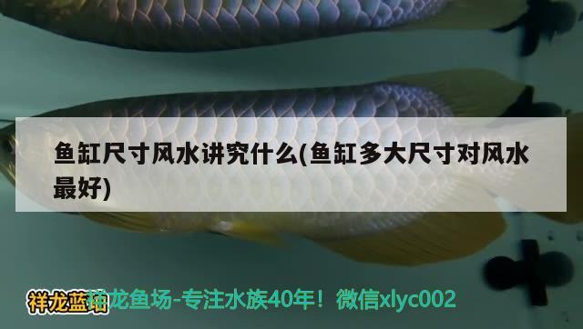 魚(yú)缸尺寸風(fēng)水講究什么(魚(yú)缸多大尺寸對(duì)風(fēng)水最好) 魚(yú)缸風(fēng)水