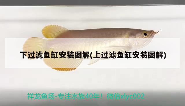 下過(guò)濾魚(yú)缸安裝圖解(上過(guò)濾魚(yú)缸安裝圖解) 蘇虎苗（蘇門(mén)答臘虎魚(yú)苗）