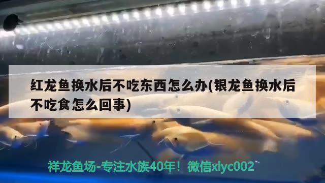 紅龍魚(yú)換水后不吃東西怎么辦(銀龍魚(yú)換水后不吃食怎么回事)