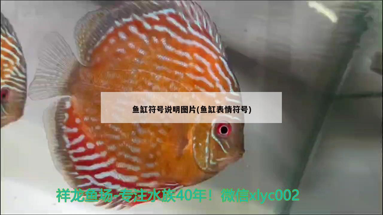 魚缸符號(hào)說明圖片(魚缸表情符號(hào)) 戰(zhàn)車紅龍魚