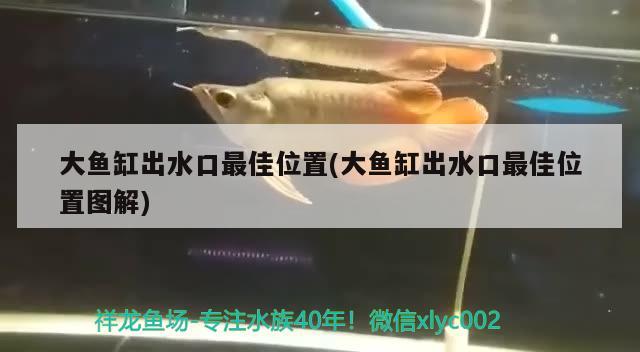 前輩們幫忙看下`這是什么品種`品質(zhì)如何`JS要230元`