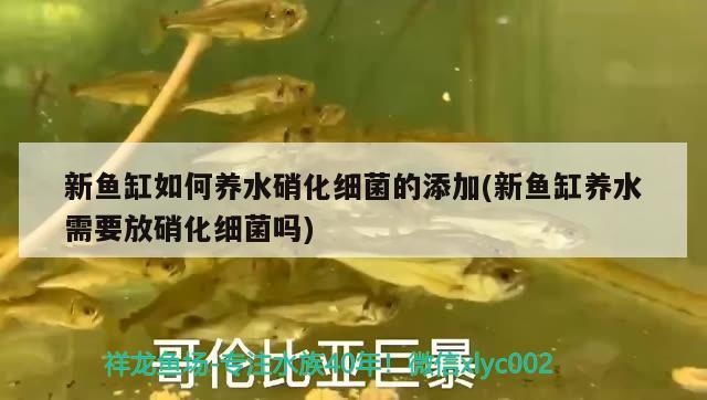 新魚缸如何養(yǎng)水硝化細(xì)菌的添加(新魚缸養(yǎng)水需要放硝化細(xì)菌嗎) 硝化細(xì)菌