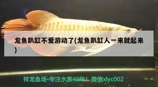 龍魚趴缸不愛游動了(龍魚趴缸人一來就起來)