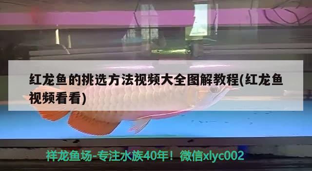 紅龍魚的挑選方法視頻大全圖解教程(紅龍魚視頻看看) 夢幻雷龍魚