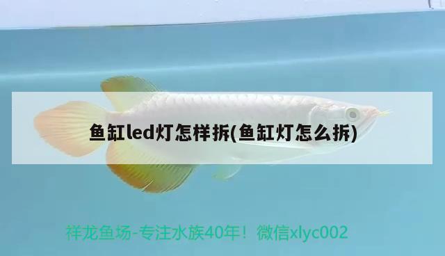 梧州龍魚(yú)油漆廠怎么樣啊工資多少（梧州魚(yú)龍記） 孵化器