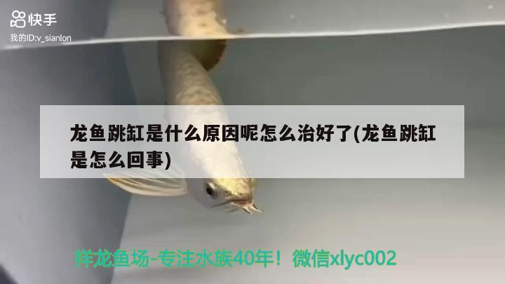 龍魚跳缸是什么原因呢怎么治好了(龍魚跳缸是怎么回事)