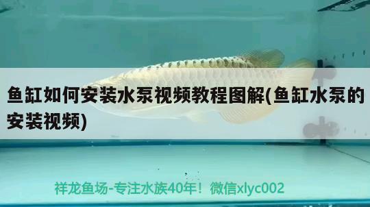 魚缸如何安裝水泵視頻教程圖解(魚缸水泵的安裝視頻) 魚缸水泵