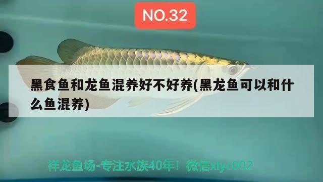 黑食魚和龍魚混養(yǎng)好不好養(yǎng)(黑龍魚可以和什么魚混養(yǎng)) 白玉紅龍魚