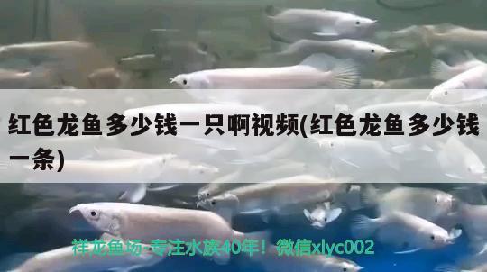 紅色龍魚多少錢一只啊視頻(紅色龍魚多少錢一條) 一眉道人魚