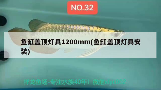 魚缸蓋頂燈具1200mm(魚缸蓋頂燈具安裝) 金頭過背金龍魚