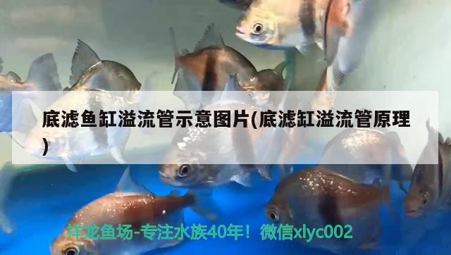 彩蝶魚缸出水口上面排水(彩蝶魚缸出水口上面排水孔) 廣州水族批發(fā)市場