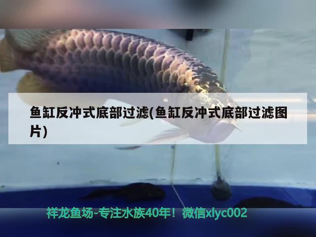 魚缸反沖式底部過濾(魚缸反沖式底部過濾圖片)