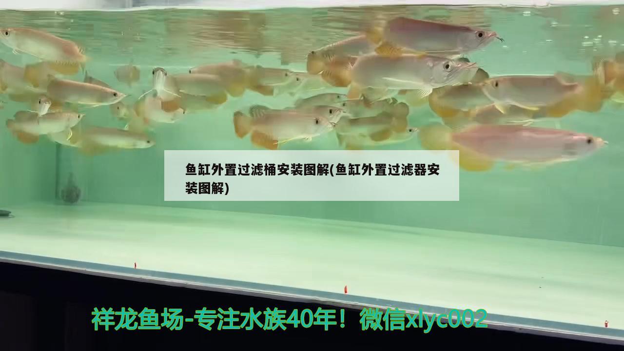 魚缸外置過濾桶安裝圖解(魚缸外置過濾器安裝圖解) 黃金斑馬魚