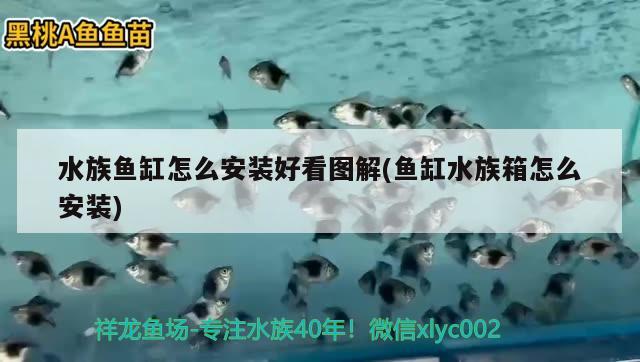 水族魚缸怎么安裝好看圖解(魚缸水族箱怎么安裝) 魚缸/水族箱