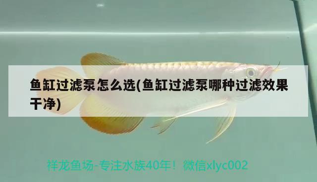 魚缸過(guò)濾泵怎么選(魚缸過(guò)濾泵哪種過(guò)濾效果干凈)