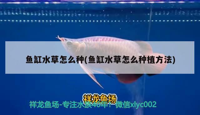 魚缸水草怎么種(魚缸水草怎么種植方法)