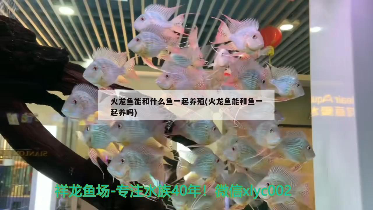 火龍魚能和什么魚一起養(yǎng)殖(火龍魚能和魚一起養(yǎng)嗎)