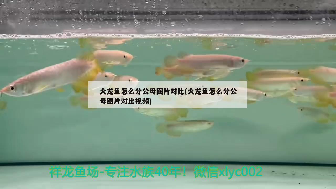 火龍魚怎么分公母圖片對(duì)比(火龍魚怎么分公母圖片對(duì)比視頻) 廣州祥龍國際水族貿(mào)易