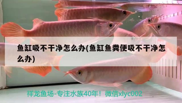 魚缸吸不干凈怎么辦(魚缸魚糞便吸不干凈怎么辦) 魟魚百科