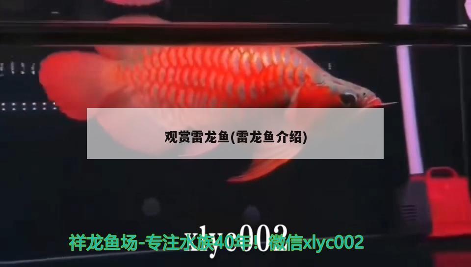 觀賞雷龍魚(雷龍魚介紹) 養(yǎng)魚知識