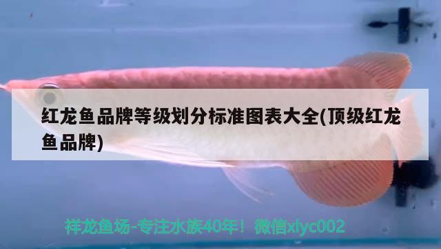 養(yǎng)魚魚缸水渾濁怎么辦，魚缸水渾濁怎么辦，，養(yǎng)魚魚缸水渾濁怎么辦 野彩魚 第2張