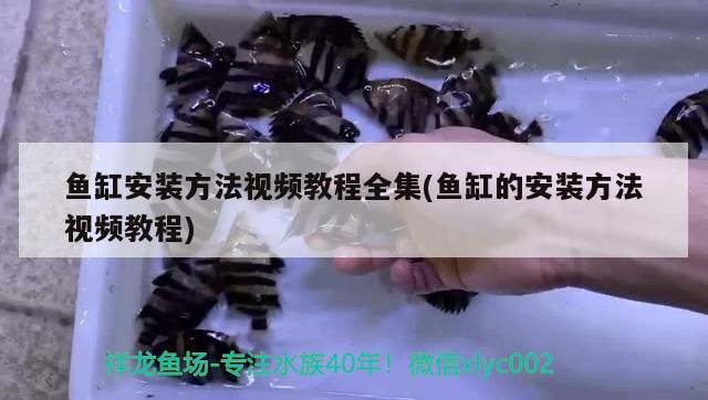 魚缸安裝方法視頻教程全集(魚缸的安裝方法視頻教程) 馬拉莫寶石魚